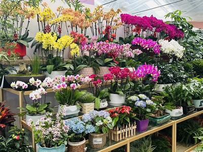 春風有信花為禮 婦女節濟南鮮花銷售持續升溫，禮品花卉受熱捧